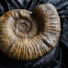 großer Lytoceras fimbriatum, Lias, Aldingen bei Spaichingen * reserviert *