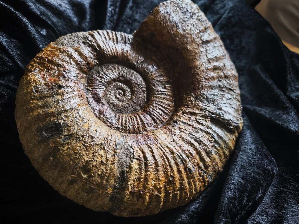 großer Lytoceras fimbriatum, Lias, Aldingen bei Spaichingen * reserviert *