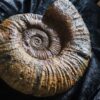 großer Lytoceras fimbriatum, Lias, Aldingen bei Spaichingen * reserviert *
