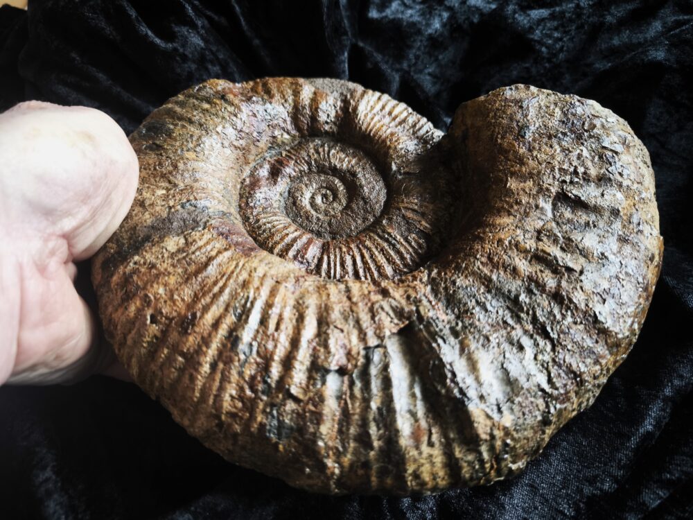 großer Lytoceras fimbriatum, Lias, Aldingen bei Spaichingen * reserviert *