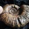 großer Lytoceras fimbriatum, Lias, Aldingen bei Spaichingen * reserviert *