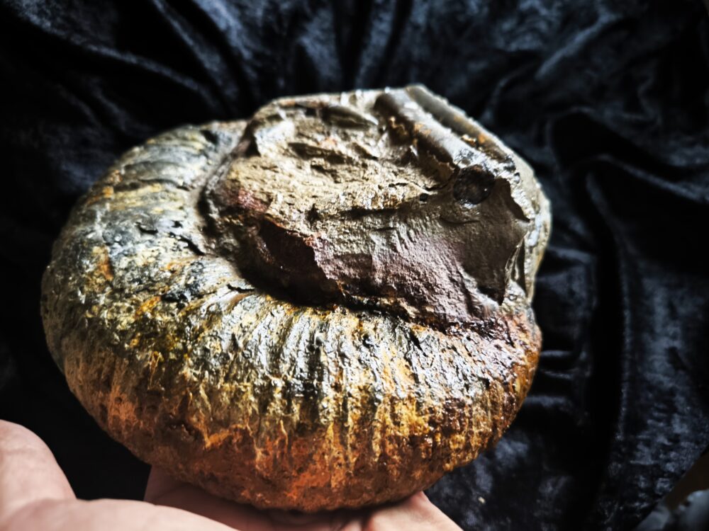 großer Lytoceras fimbriatum, Lias, Aldingen bei Spaichingen * reserviert *