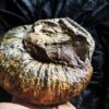 großer Lytoceras fimbriatum, Lias, Aldingen bei Spaichingen * reserviert *
