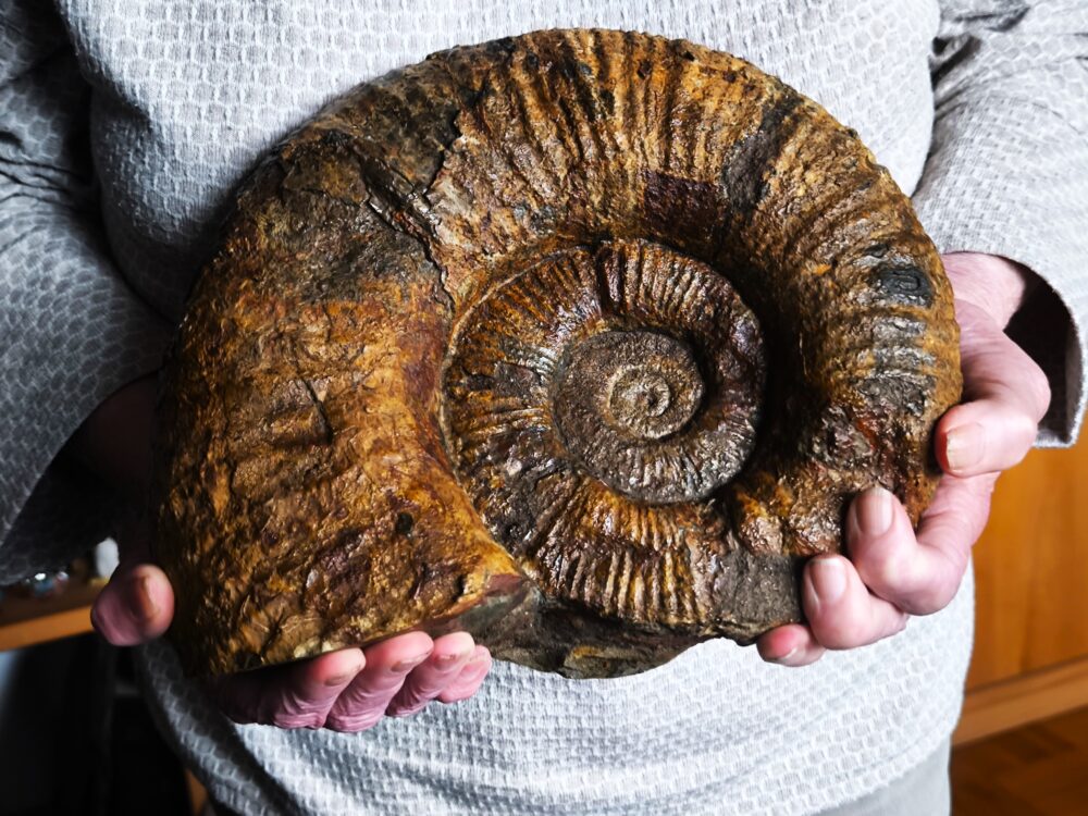 großer Lytoceras fimbriatum, Lias, Aldingen bei Spaichingen * reserviert *