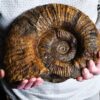 großer Lytoceras fimbriatum, Lias, Aldingen bei Spaichingen * reserviert *