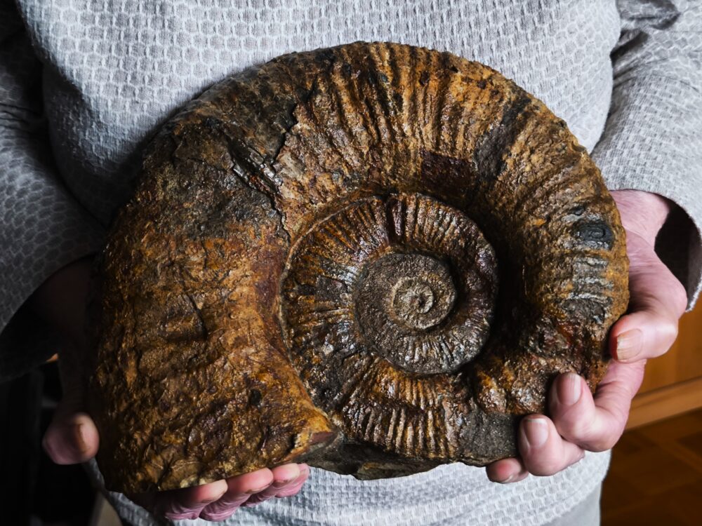großer Lytoceras fimbriatum, Lias, Aldingen bei Spaichingen * reserviert *