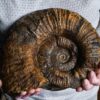 großer Lytoceras fimbriatum, Lias, Aldingen bei Spaichingen * reserviert *