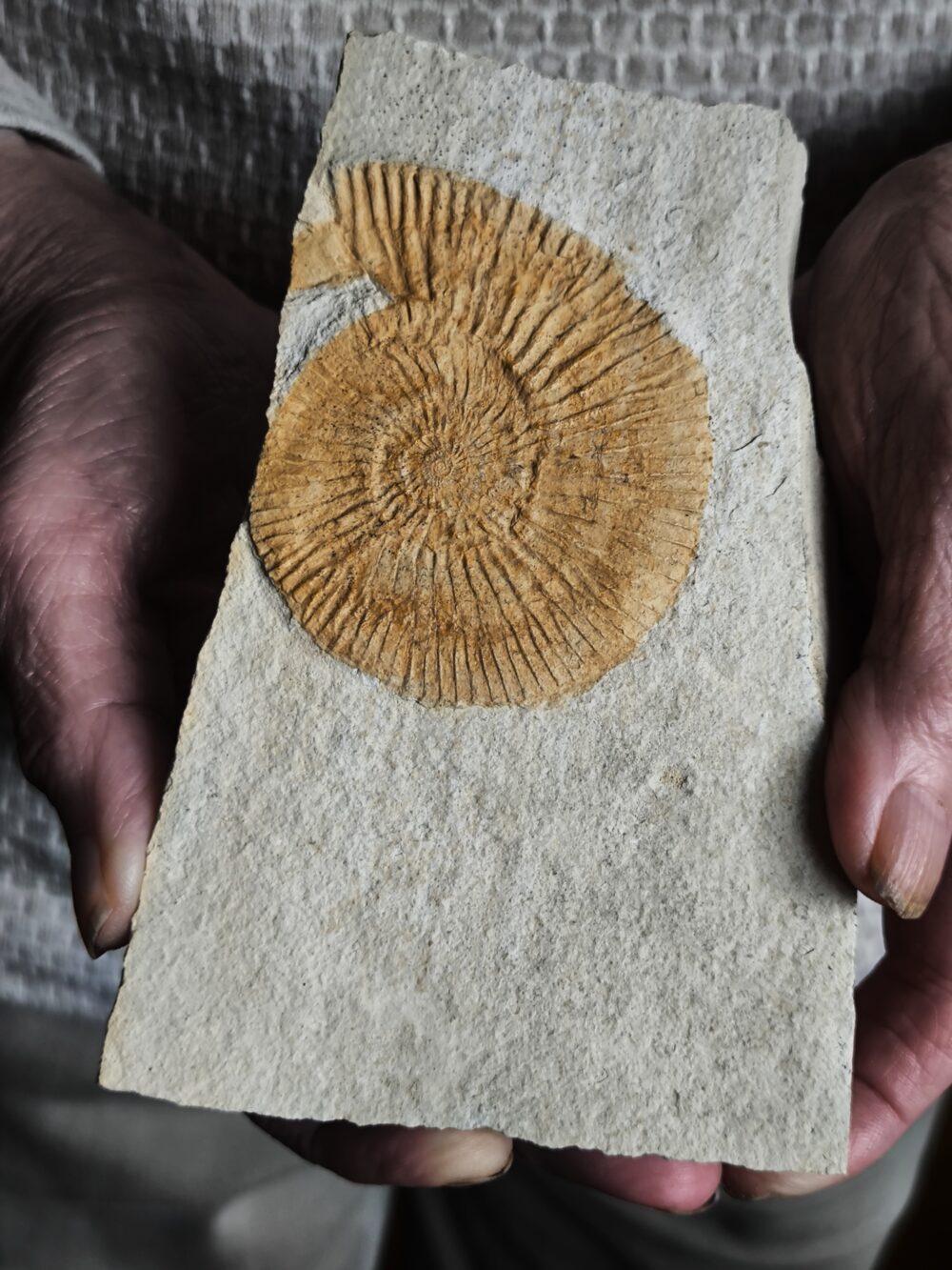 Interessanter Silicisphinctes russi, Malm, Nusplingen