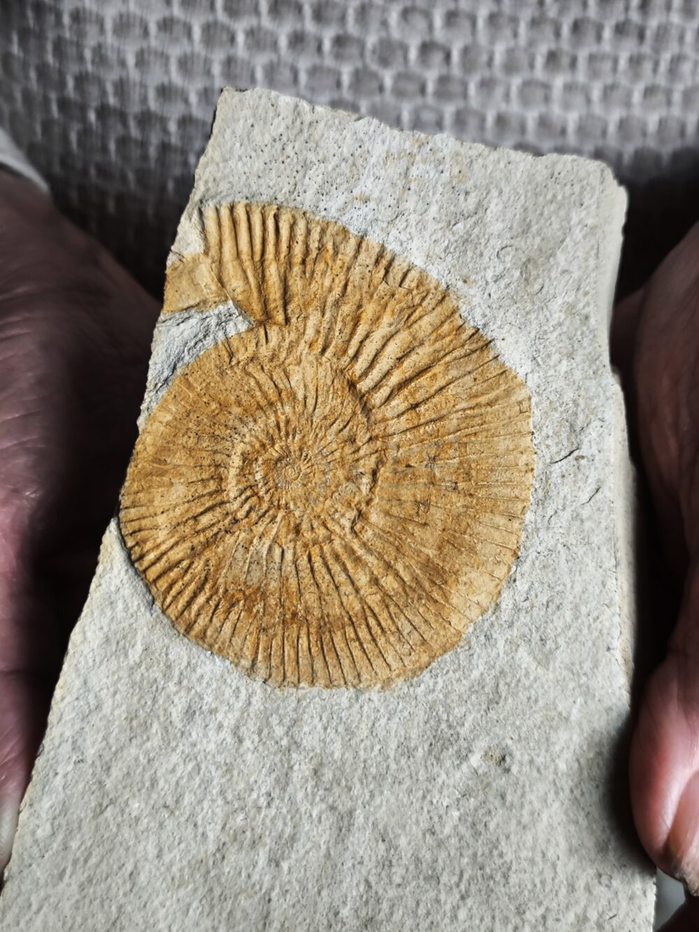 Interessanter Silicisphinctes russi, Malm, Nusplingen