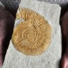Interessanter Silicisphinctes russi, Malm, Nusplingen