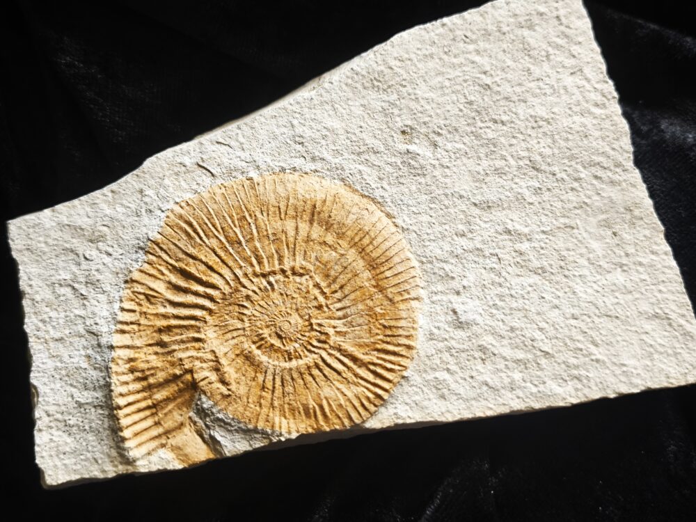 Interessanter Silicisphinctes russi, Malm, Nusplingen