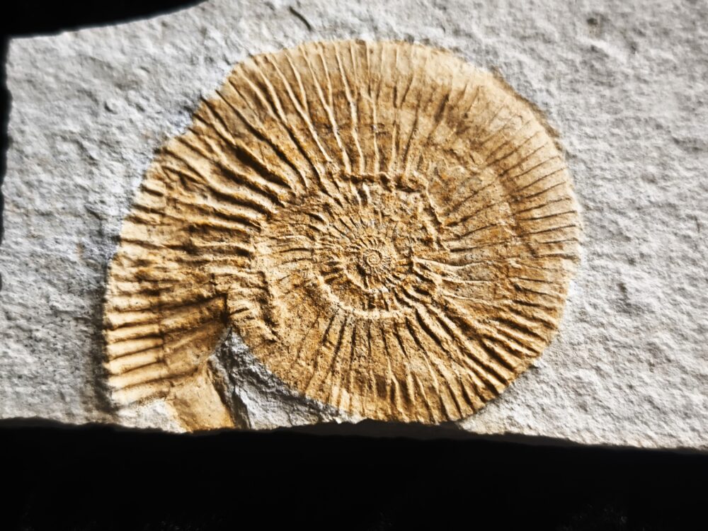 Interessanter Silicisphinctes russi, Malm, Nusplingen