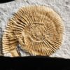 Interessanter Silicisphinctes russi, Malm, Nusplingen
