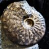 Brasilia decipiformis, Dogger, Geisingen an der Donau  * reserviert *