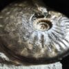 Brasilia decipiformis, Dogger, Geisingen an der Donau  * reserviert *