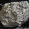 Brasilia decipiformis, Dogger, Geisingen an der Donau  * reserviert *