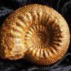 Stephanoceras mutabile, Dogger, Evrecy, Normandie * reserviert *