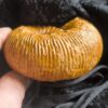 Stephanoceras mutabile, Dogger, Evrecy, Normandie * reserviert *