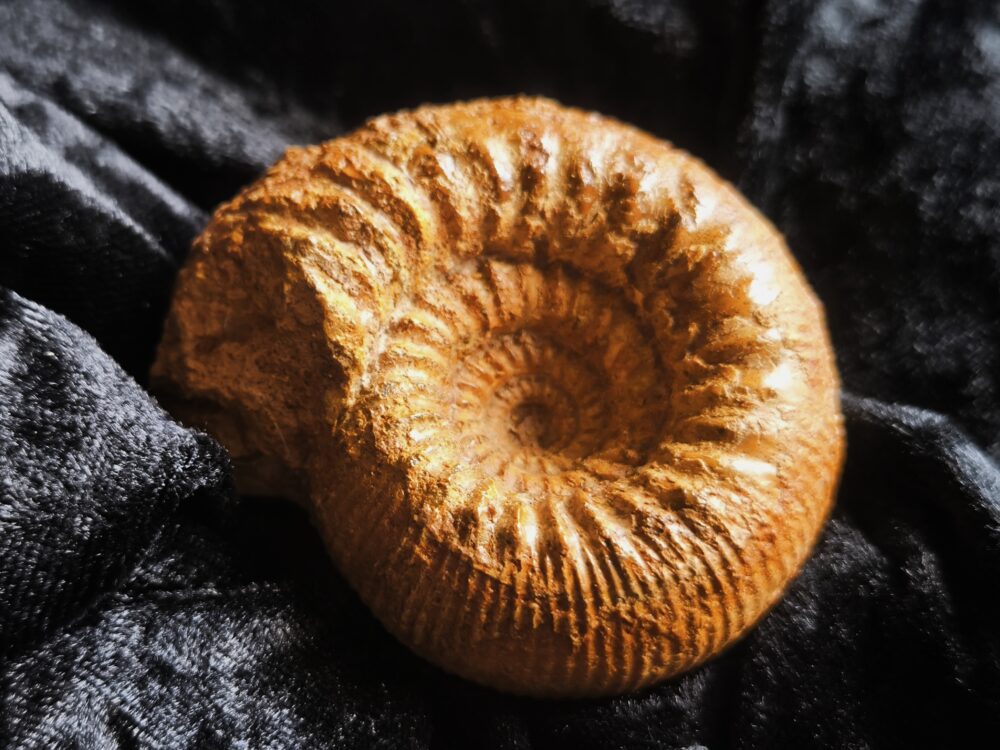 Stephanoceras mutabile und Oppelia subradiata, Dogger, Evrecy, Normandie