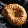 Stephanoceras mutabile und Oppelia subradiata, Dogger, Evrecy, Normandie