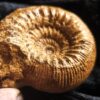 Stephanoceras mutabile und Oppelia subradiata, Dogger, Evrecy, Normandie