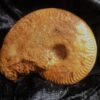 Stephanoceras mutabile und Oppelia subradiata, Dogger, Evrecy, Normandie