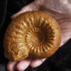 Stephanoceras mutabile, Dogger, Evrecy, Normandie * reserviert *