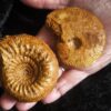 Stephanoceras mutabile und Oppelia subradiata, Dogger, Evrecy, Normandie