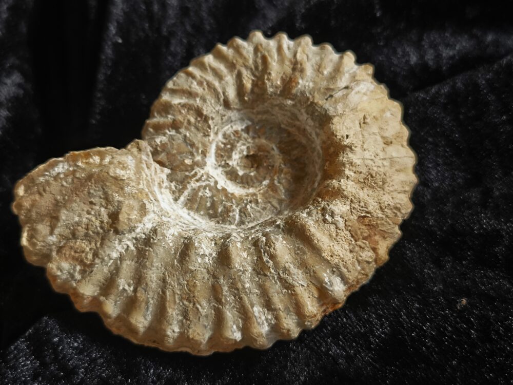 Gregoryceras pervinquieri, Malm, Sierra de Cazorla, Südspanien * reserviert *