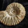 Gregoryceras pervinquieri, Malm, Sierra de Cazorla, Südspanien * reserviert *