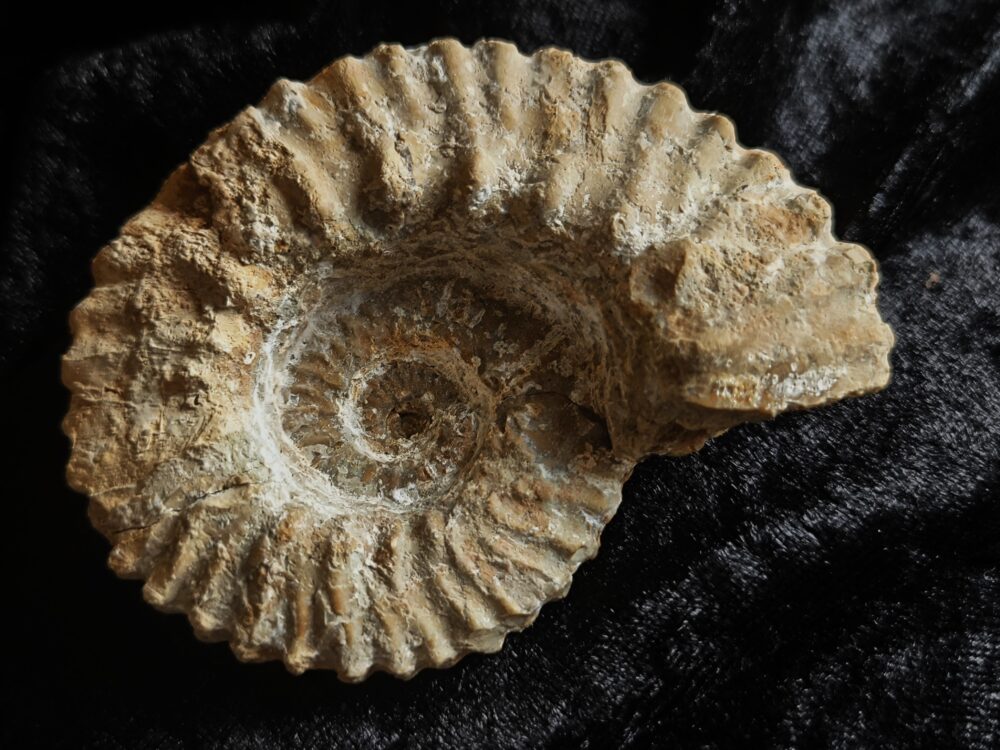 Gregoryceras pervinquieri, Malm, Sierra de Cazorla, Südspanien * reserviert *
