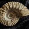 Gregoryceras pervinquieri, Malm, Sierra de Cazorla, Südspanien * reserviert *