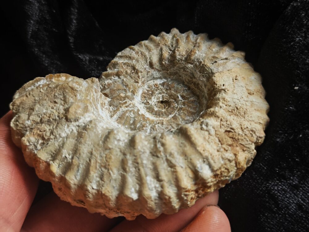 Gregoryceras pervinquieri, Malm, Sierra de Cazorla, Südspanien * reserviert *