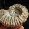 Gregoryceras pervinquieri, Malm, Sierra de Cazorla, Südspanien * reserviert *