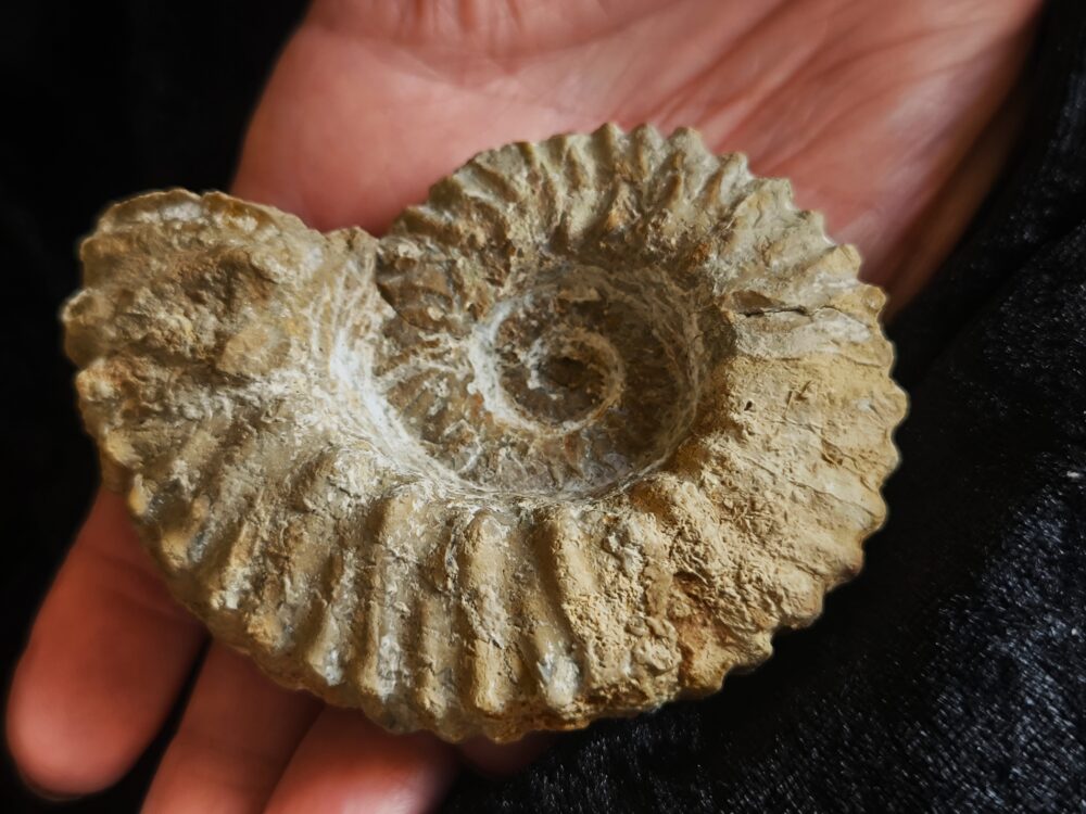 Gregoryceras pervinquieri, Malm, Sierra de Cazorla, Südspanien * reserviert *