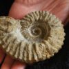 Gregoryceras pervinquieri, Malm, Sierra de Cazorla, Südspanien * reserviert *