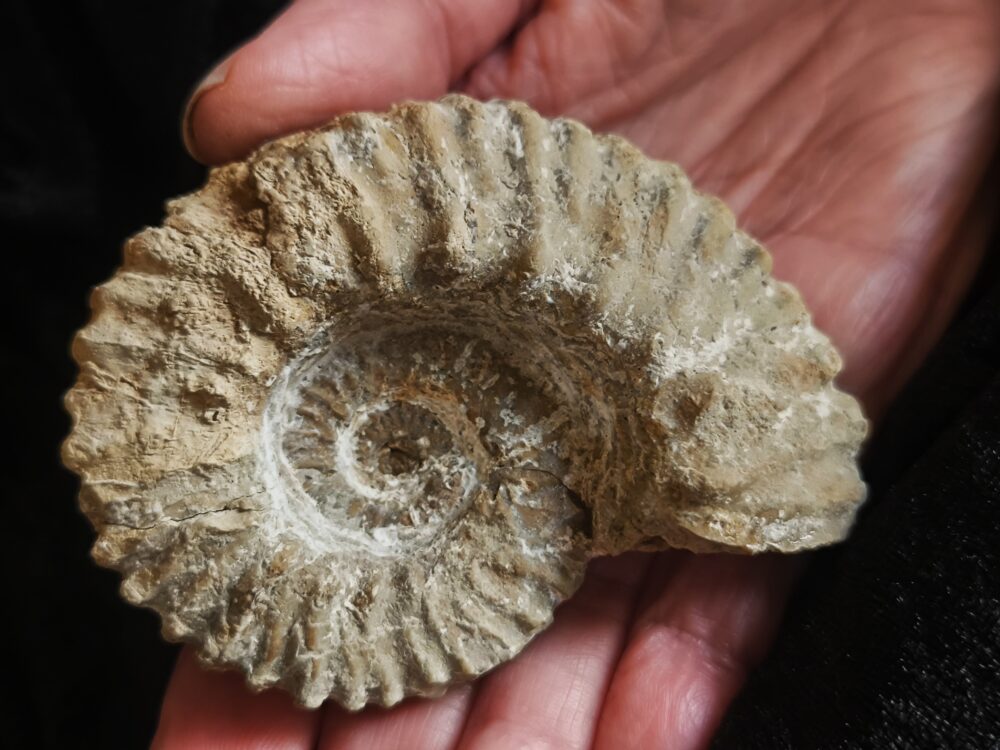 Gregoryceras pervinquieri, Malm, Sierra de Cazorla, Südspanien * reserviert *