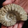 Gregoryceras pervinquieri, Malm, Sierra de Cazorla, Südspanien * reserviert *