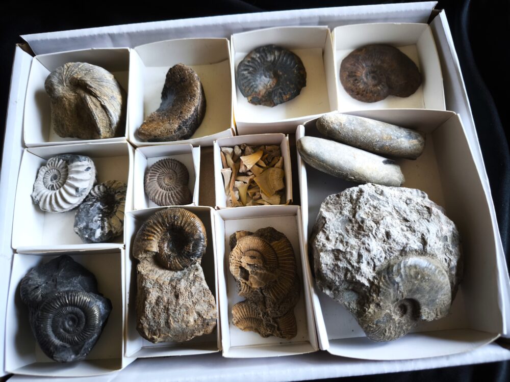 Kiste voller Fossilien, für Kids oder für Anfänger