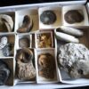 Kiste voller Fossilien, für Kids oder für Anfänger