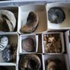 Kiste voller Fossilien, für Kids oder für Anfänger