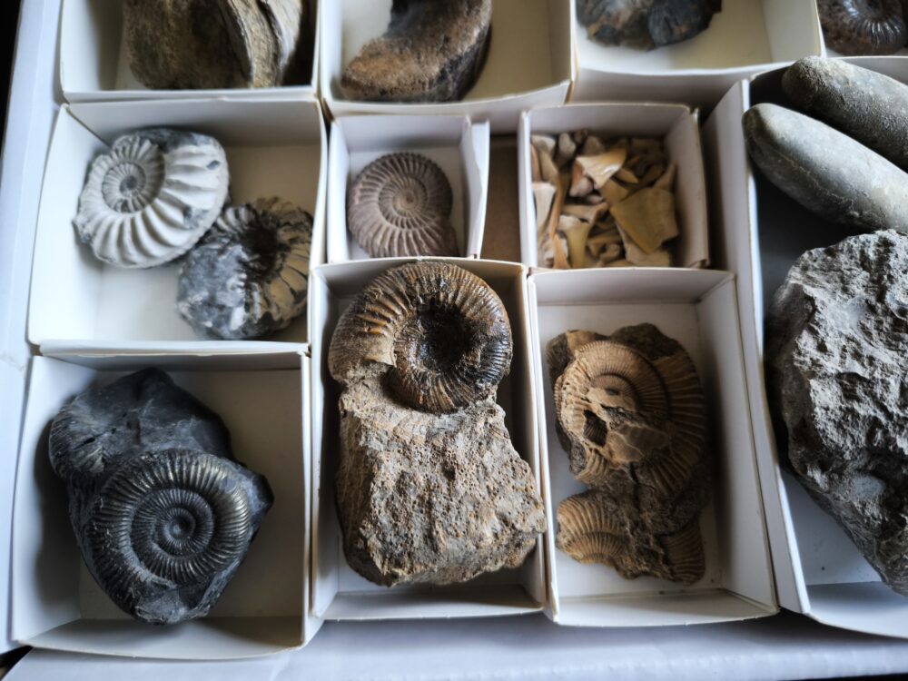 Kiste voller Fossilien, für Kids oder für Anfänger