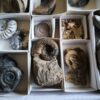 Kiste voller Fossilien, für Kids oder für Anfänger