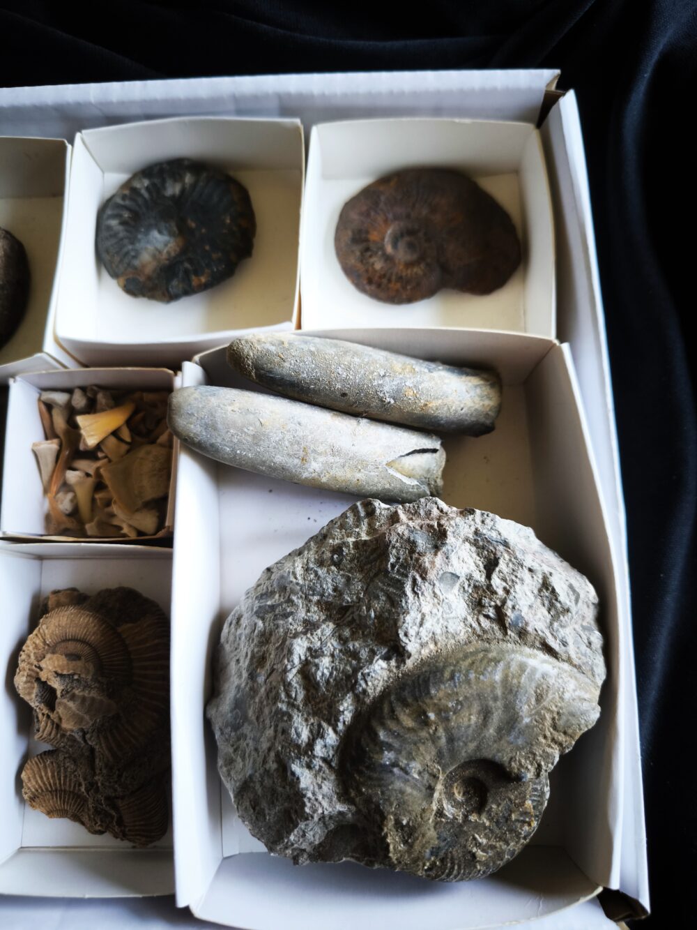 Kiste voller Fossilien, für Kids oder für Anfänger