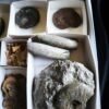 Kiste voller Fossilien, für Kids oder für Anfänger