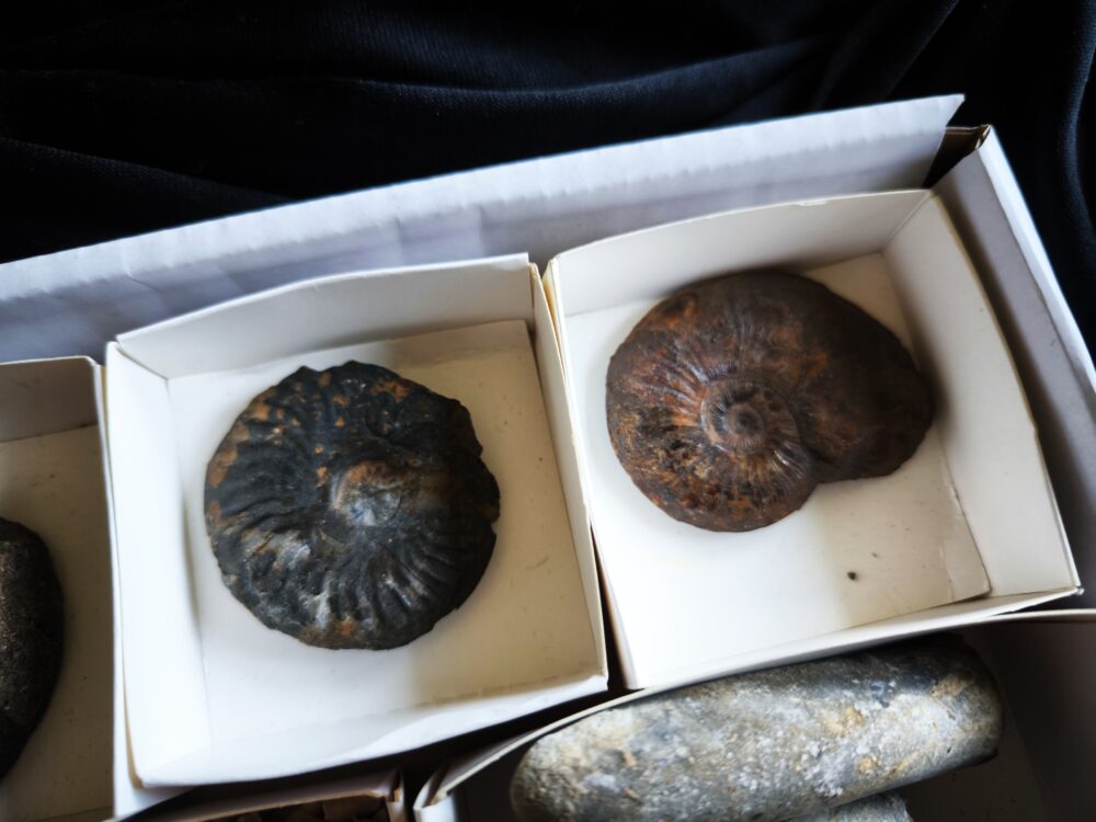 Kiste voller Fossilien, für Kids oder für Anfänger