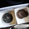 Kiste voller Fossilien, für Kids oder für Anfänger