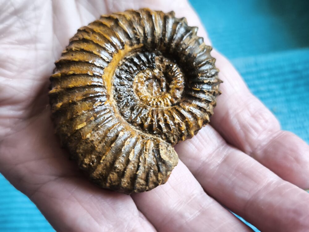 Strenoceras niortense, Dogger, Gruibingen