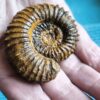 Strenoceras niortense, Dogger, Gruibingen