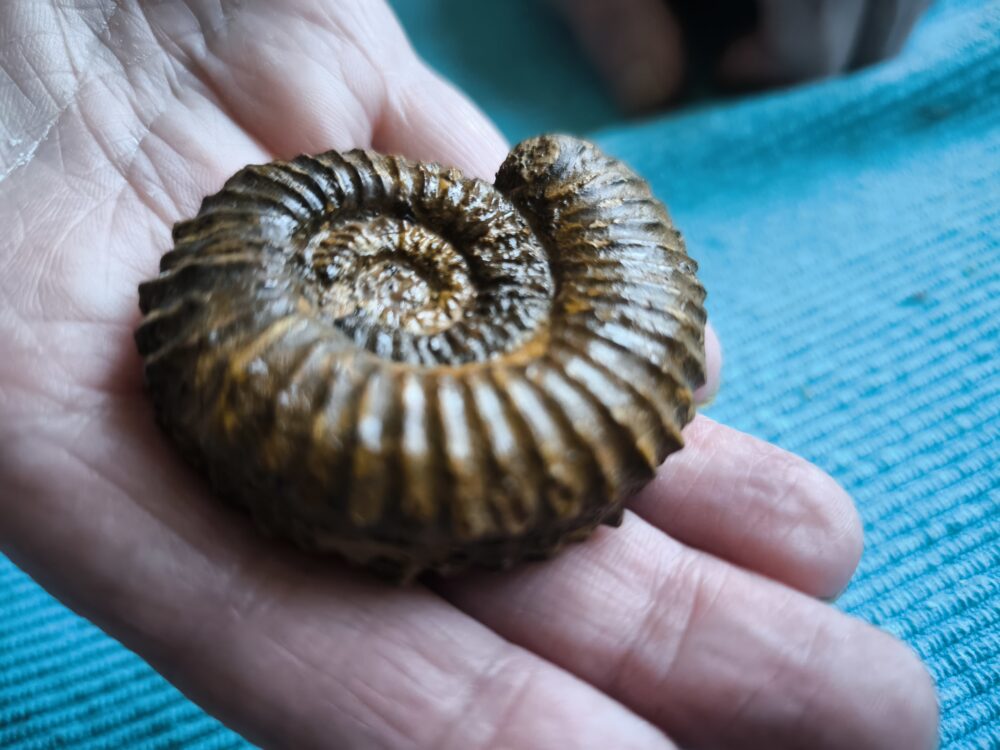 Strenoceras niortense, Dogger, Gruibingen